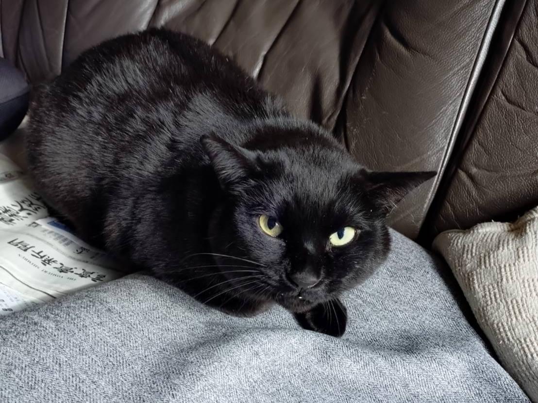 クロちゃん クロちゃん