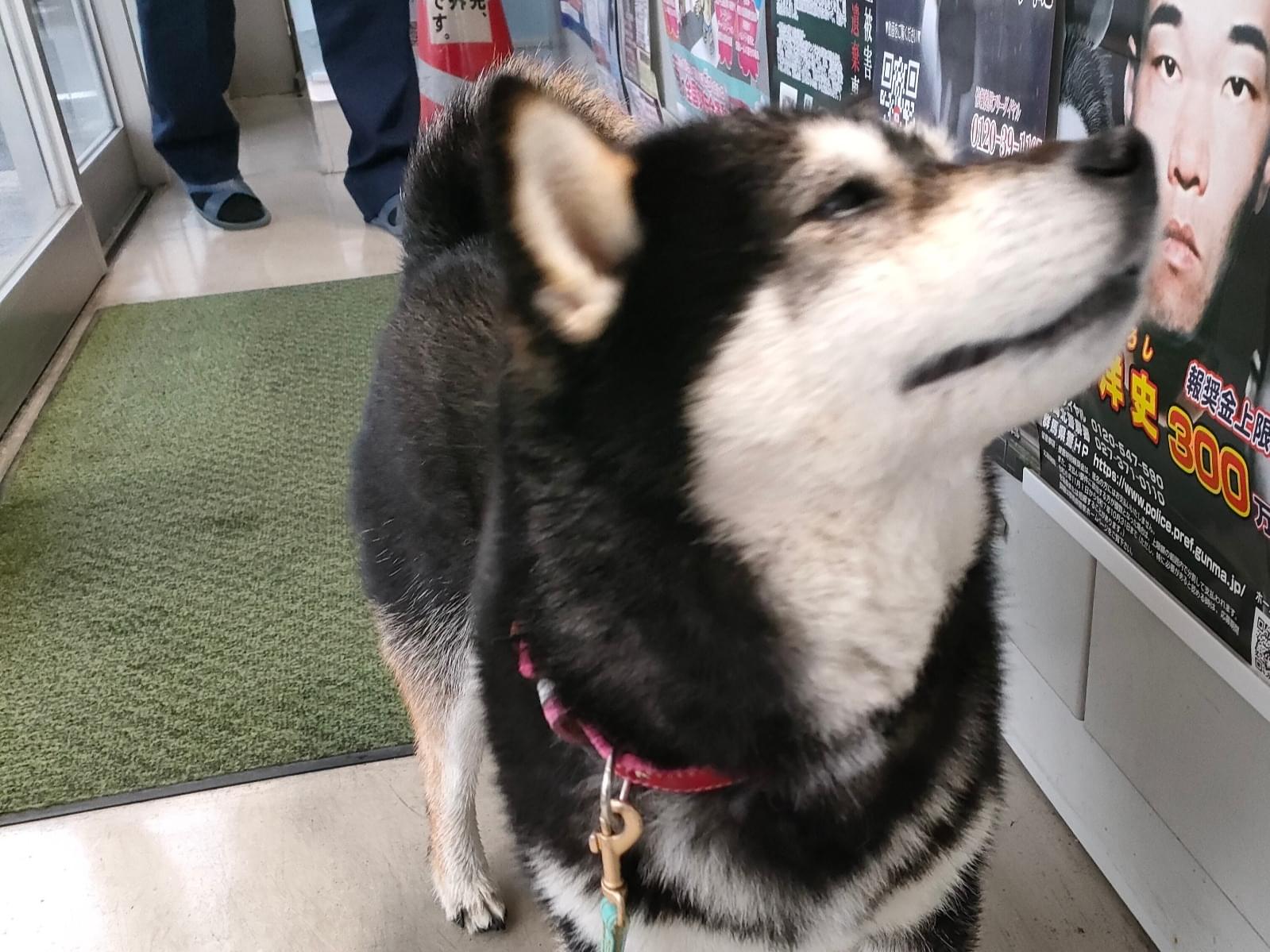 保護された犬 保護された犬