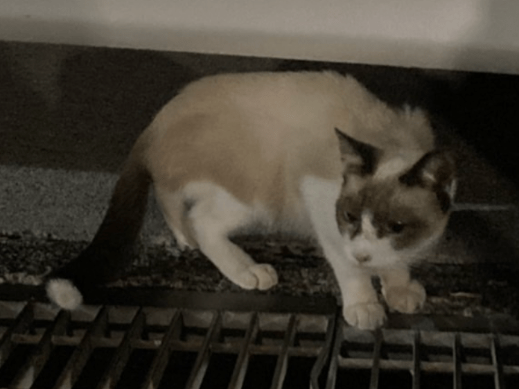 目撃された猫 目撃された猫