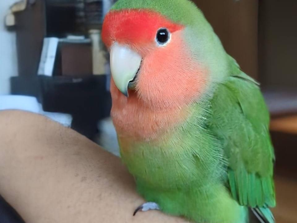 チッチちゃん チッチちゃん