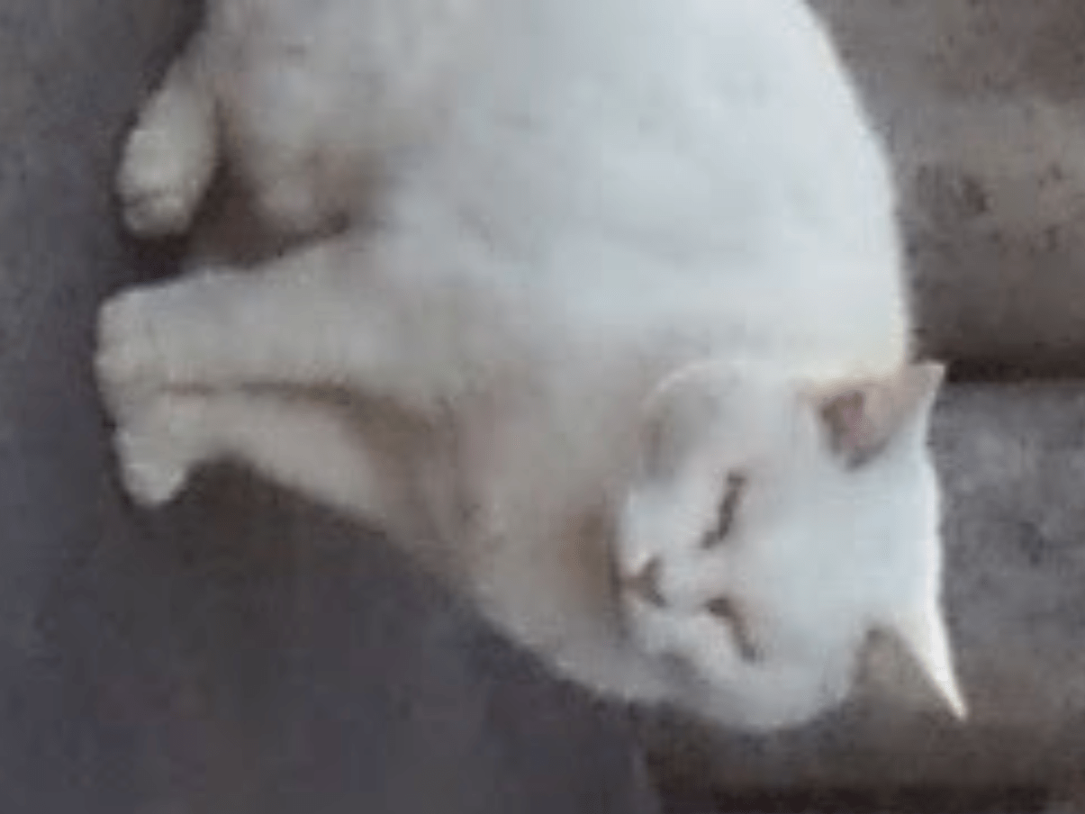 シロちゃん シロちゃん