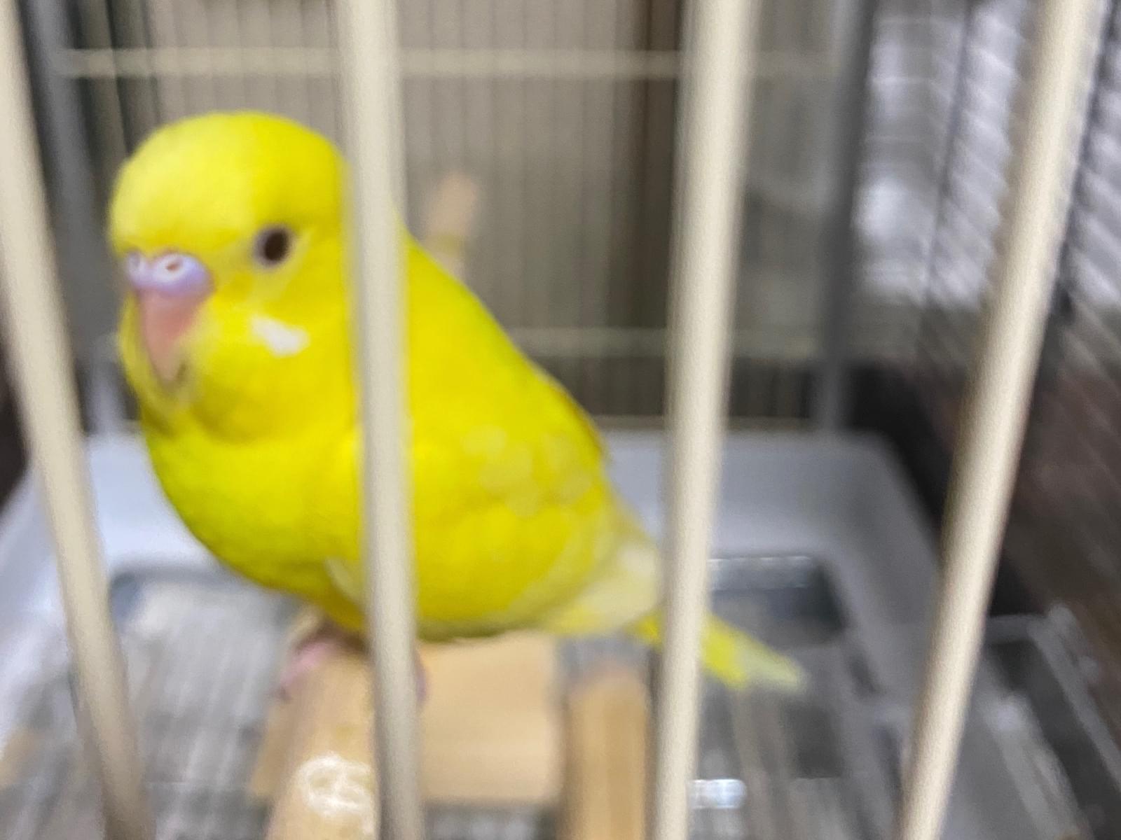 ぴーすけちゃん ぴーすけちゃん