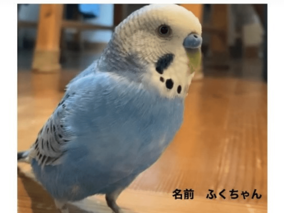 ふくちゃん ふくちゃん