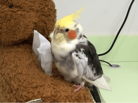 保護された鳥 保護された鳥
