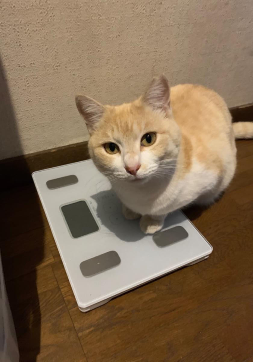 背中が薄茶で お腹が白いトラ猫を探しています
