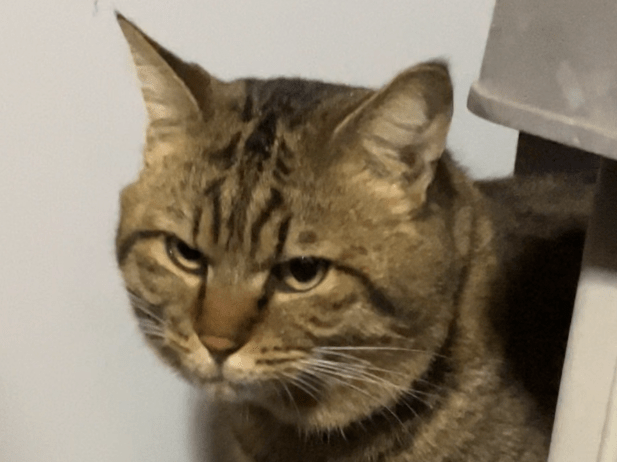 目撃された猫 目撃された猫