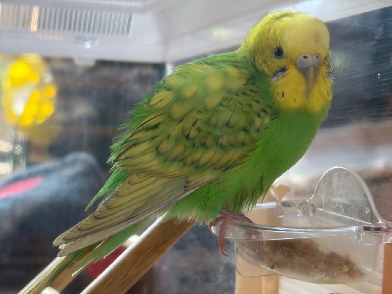 保護された鳥