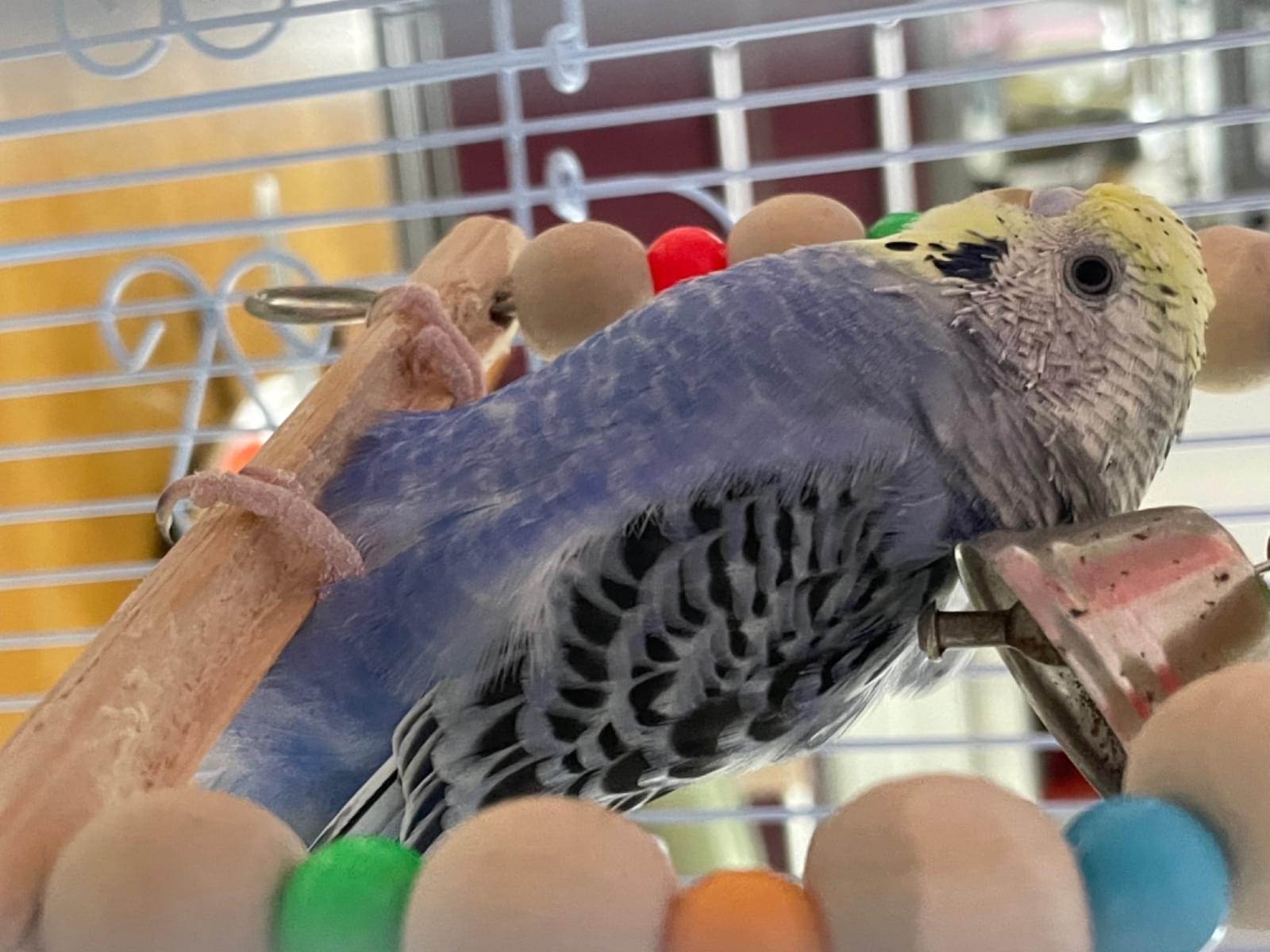 保護された鳥 保護された鳥