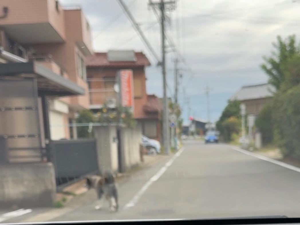 目撃された犬 目撃された犬