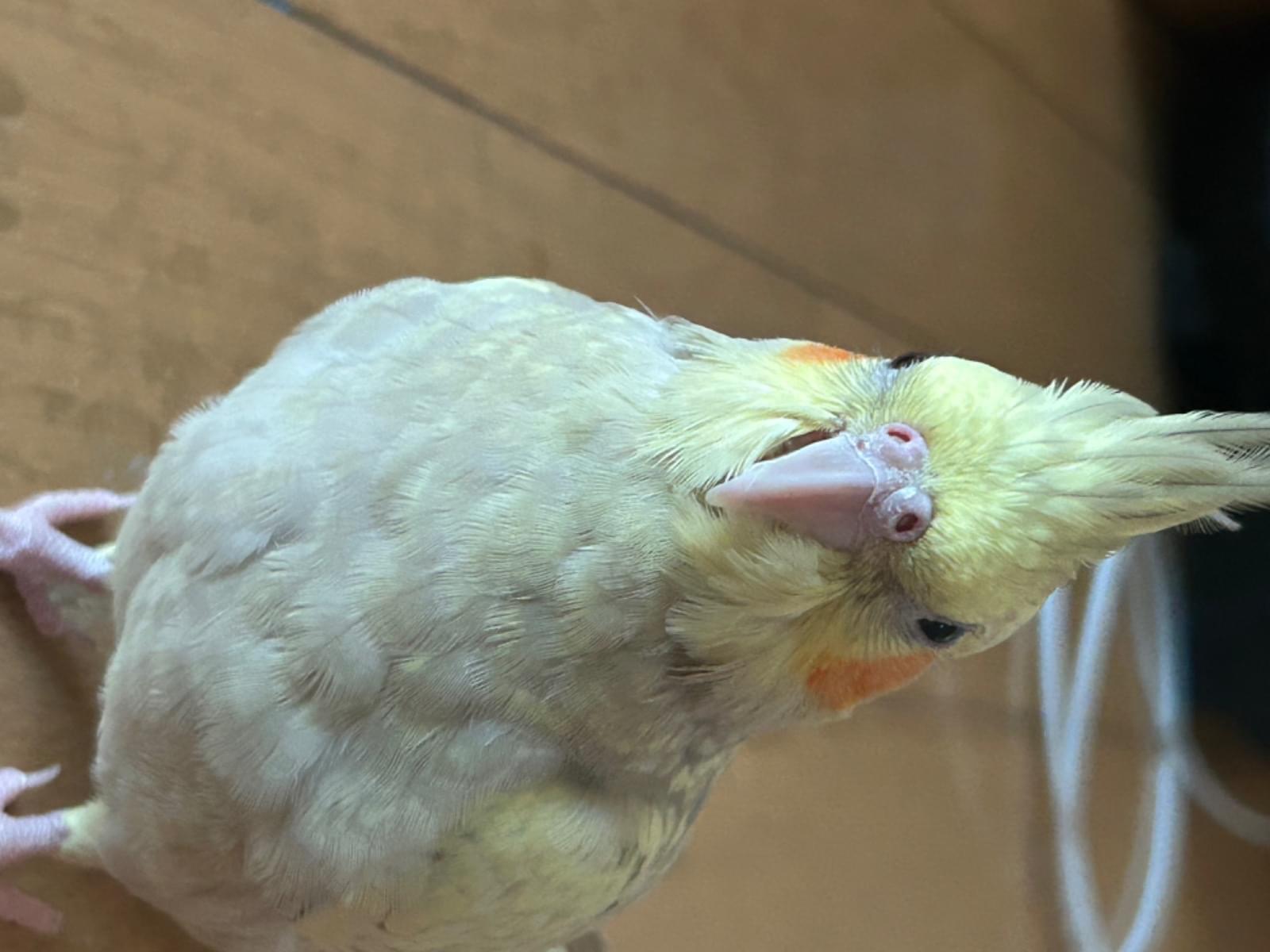 すいちゃん すいちゃん