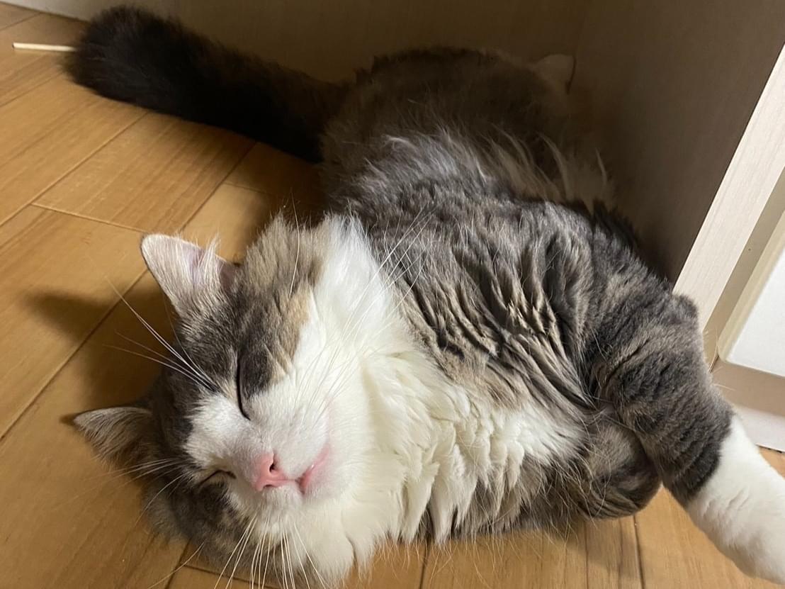 ウニちゃん ウニちゃん