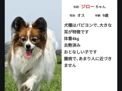 迷子犬のパピヨンを探しています(苅田町)