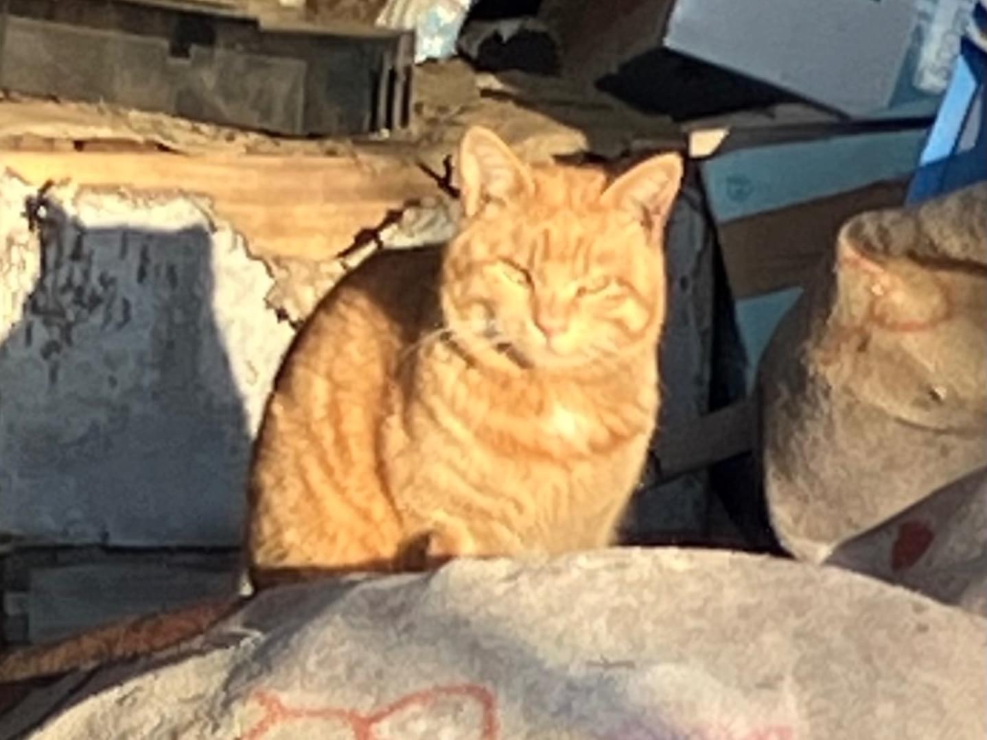 目撃された猫 目撃された猫