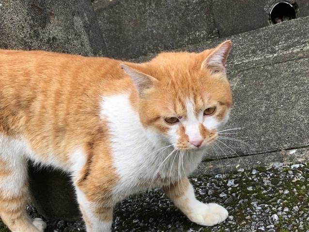 目撃された猫 目撃された猫