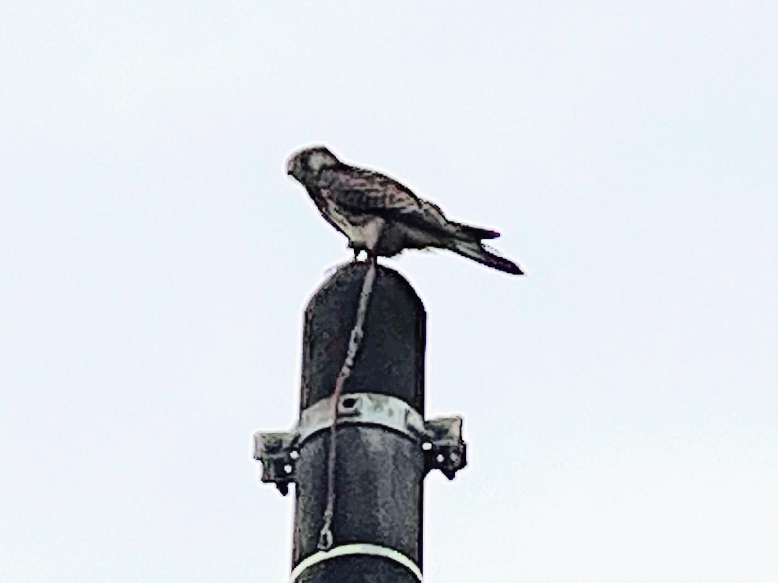 目撃された鳥 目撃された鳥