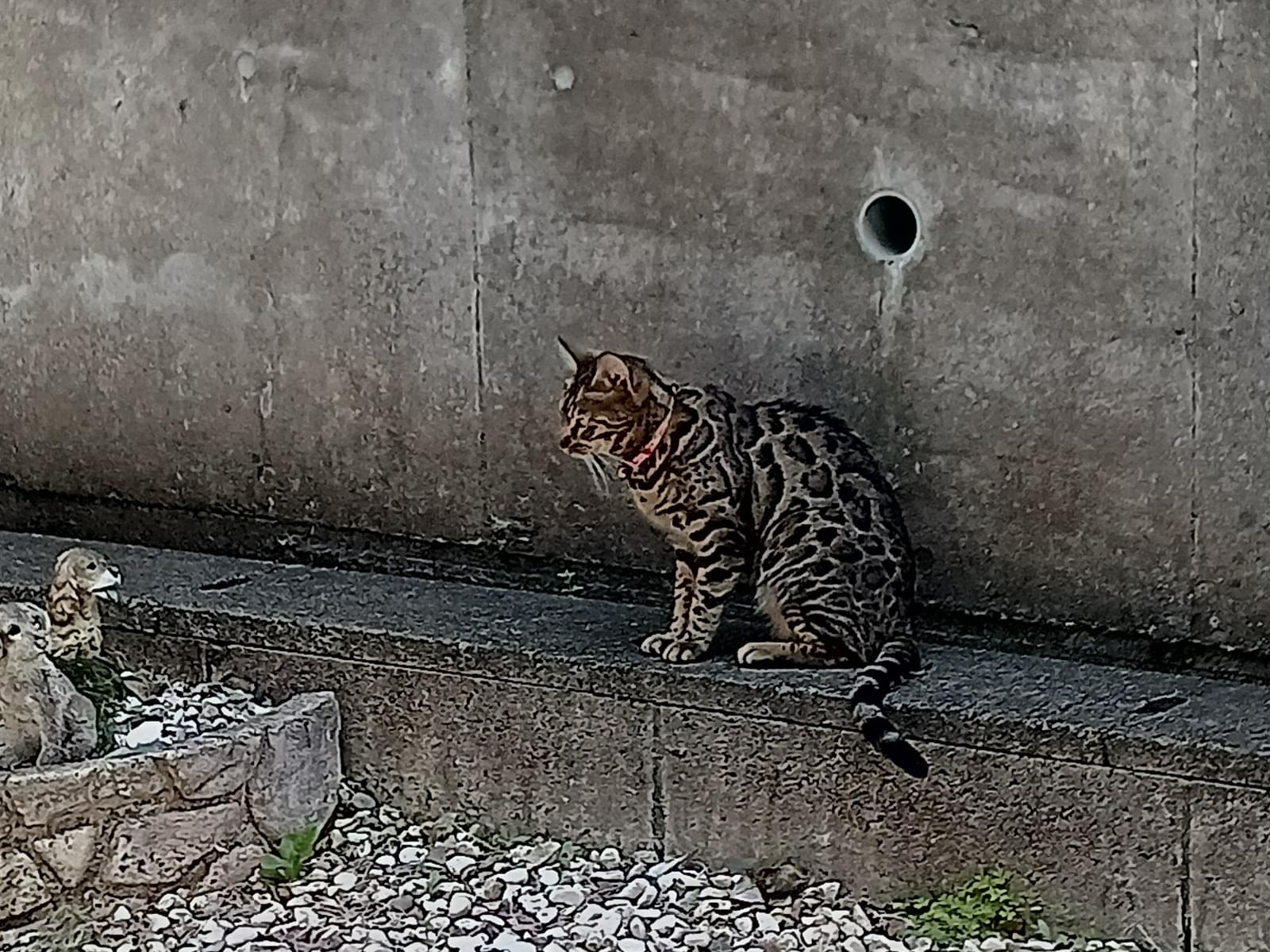 目撃された猫 目撃された猫