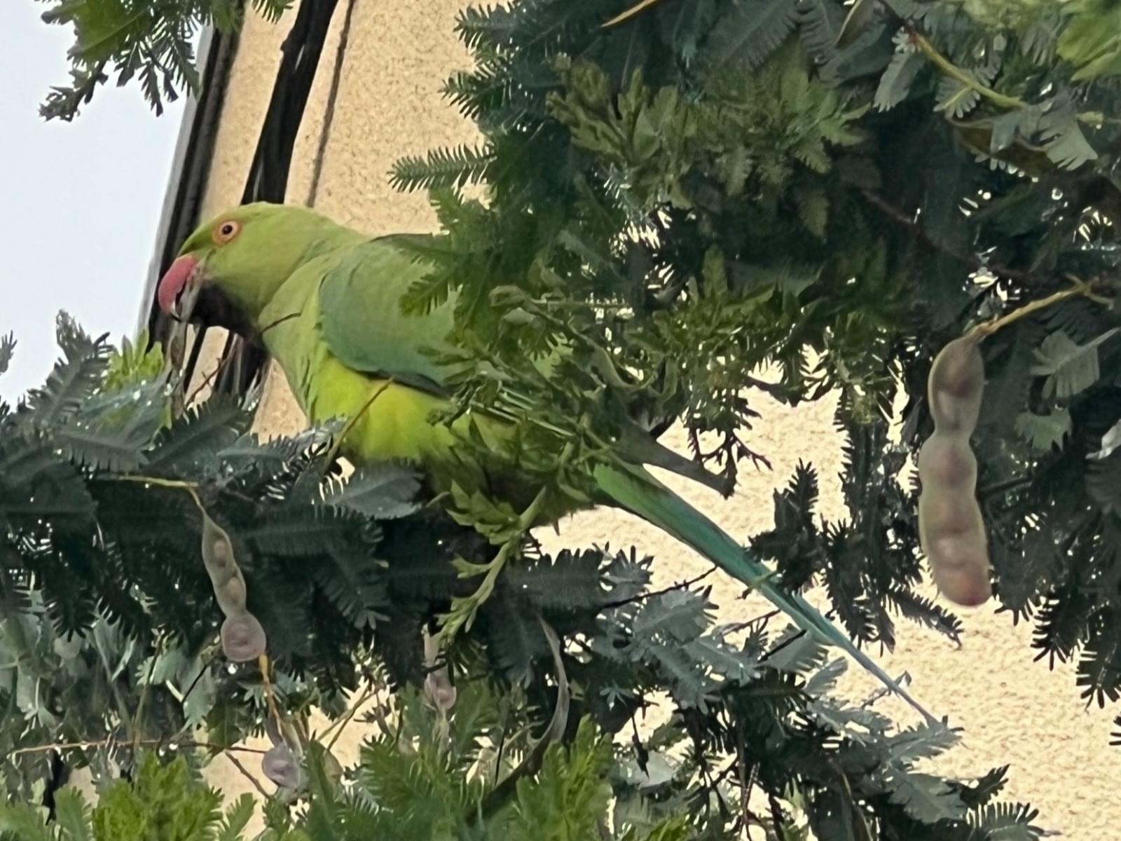 目撃された鳥 目撃された鳥