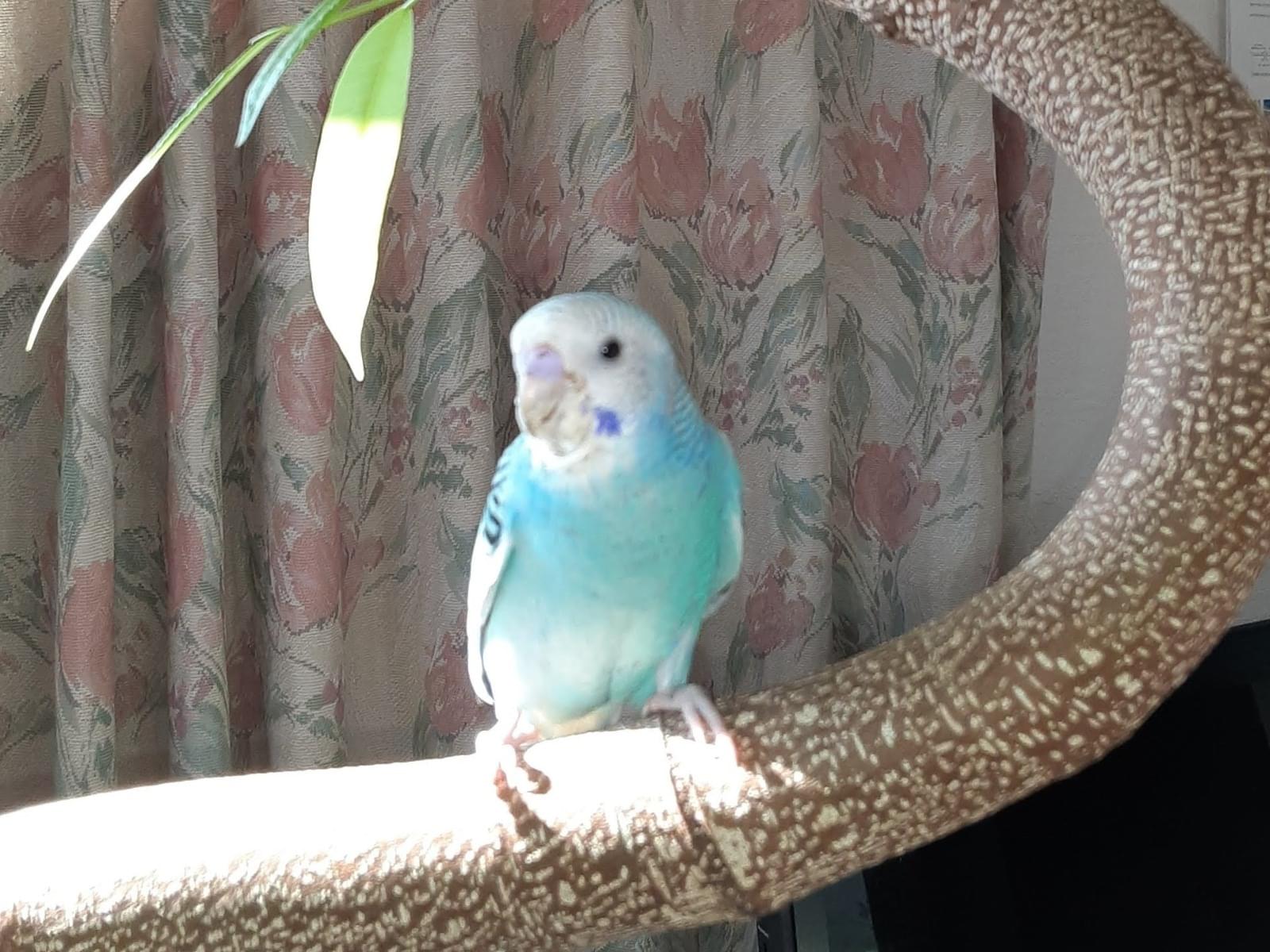 セキセイインコ ヨッピーちゃん セキセイインコ ヨッピーちゃん