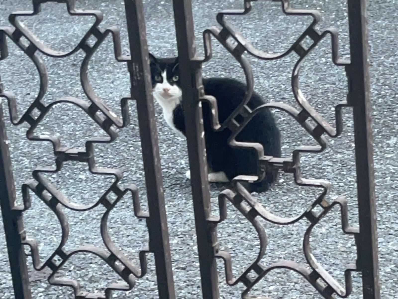 保護された猫 保護された猫