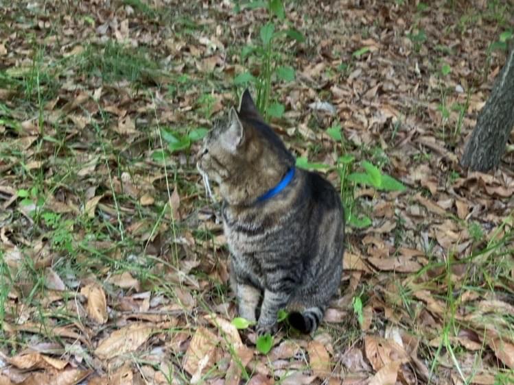 目撃された猫 目撃された猫