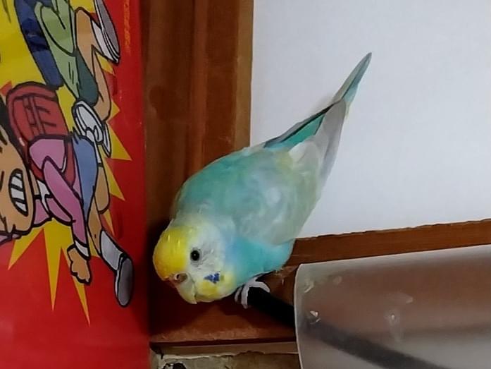 ぴいちゃん ぴいちゃん