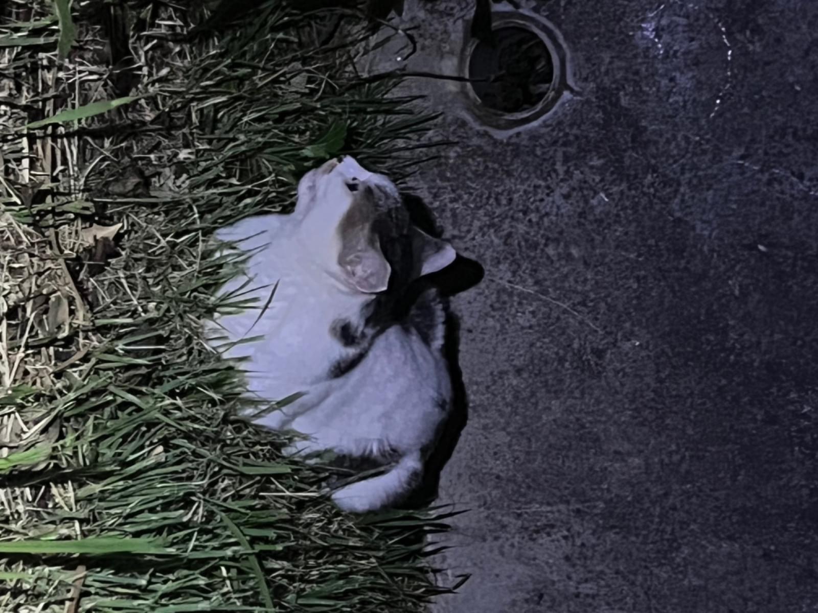 目撃された猫 目撃された猫