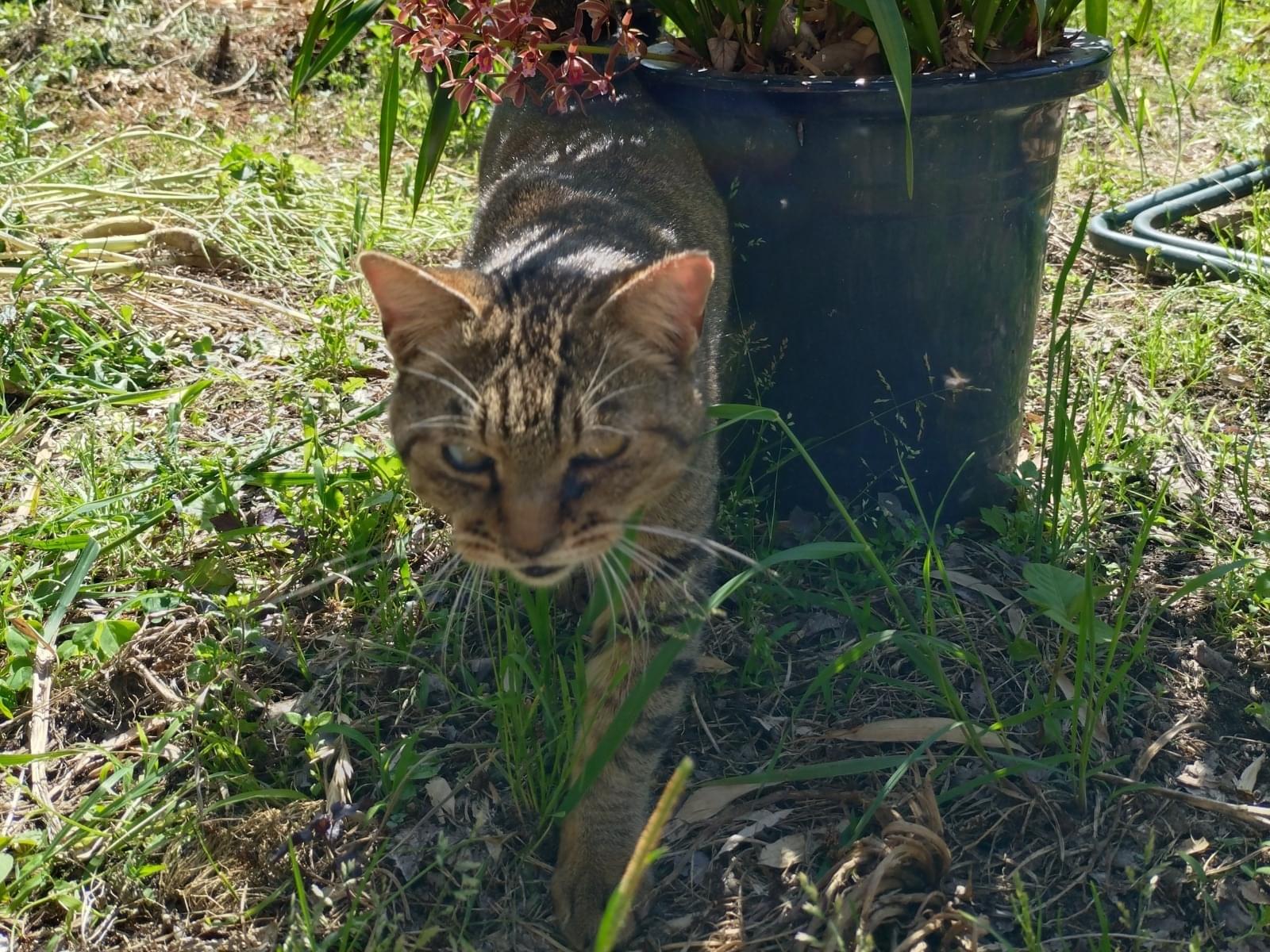 目撃された猫 目撃された猫
