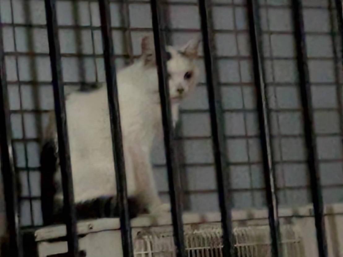 目撃された猫 目撃された猫
