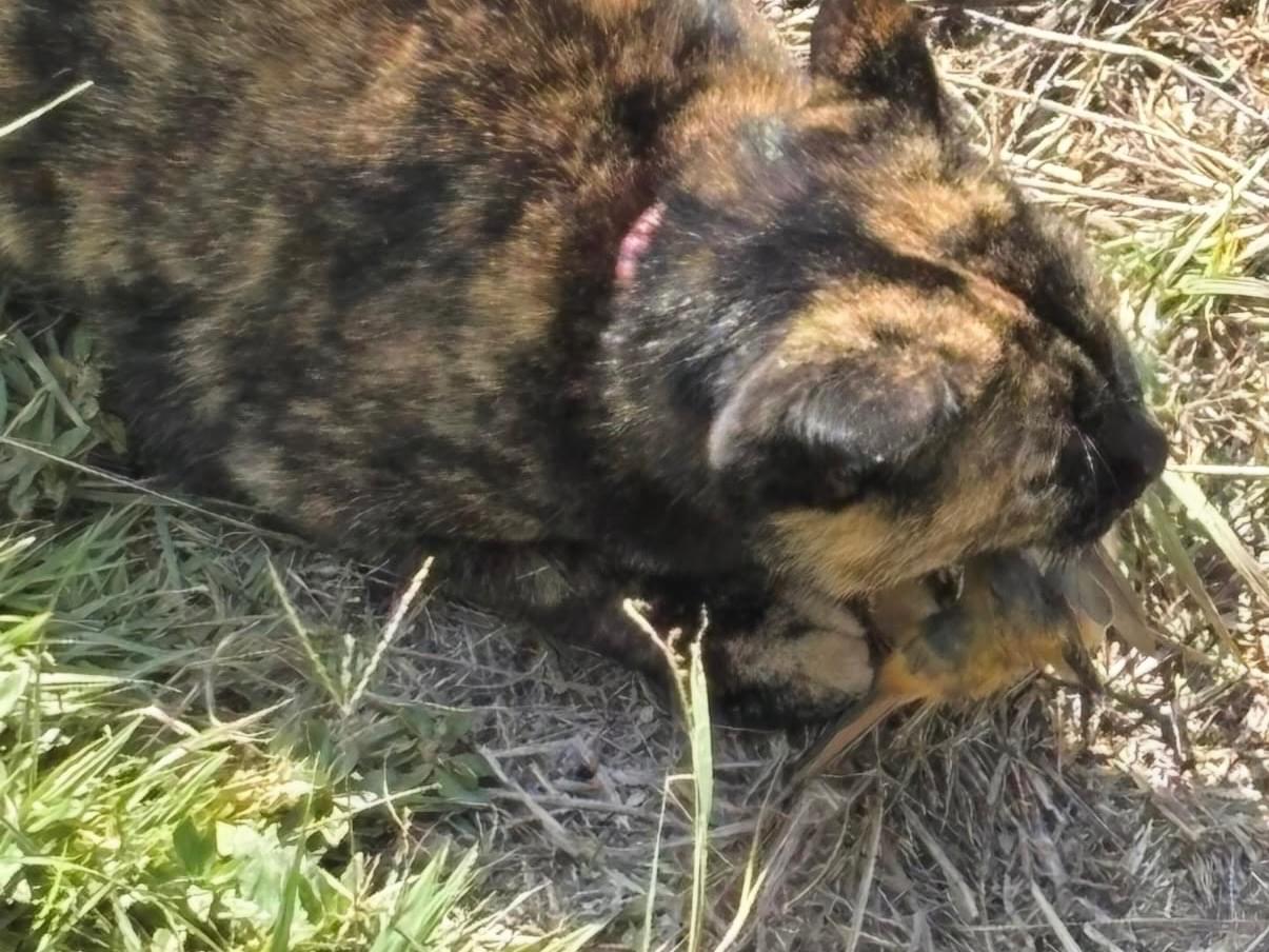 目撃された鳥 目撃された鳥