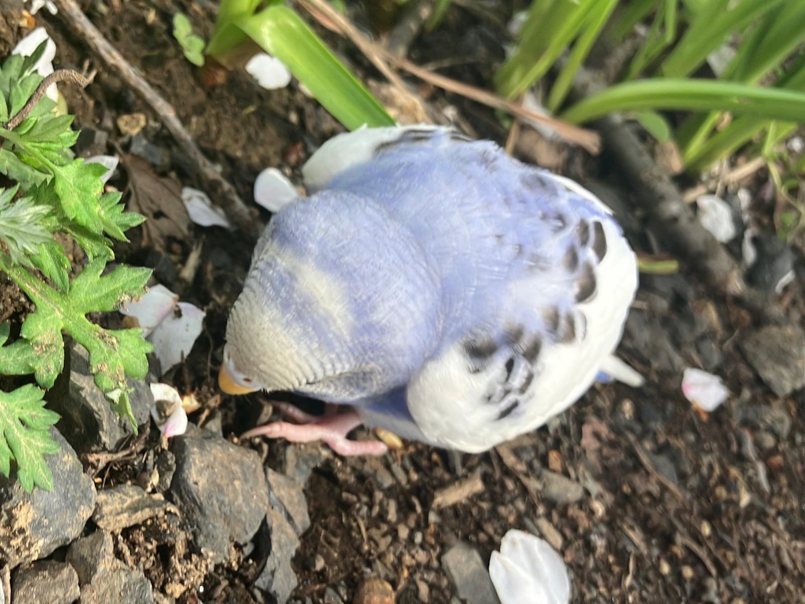 目撃された鳥