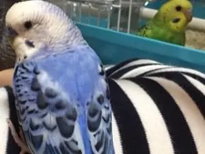 セキセイインコ青色 オス5歳 サクを探しています。情報ください!!