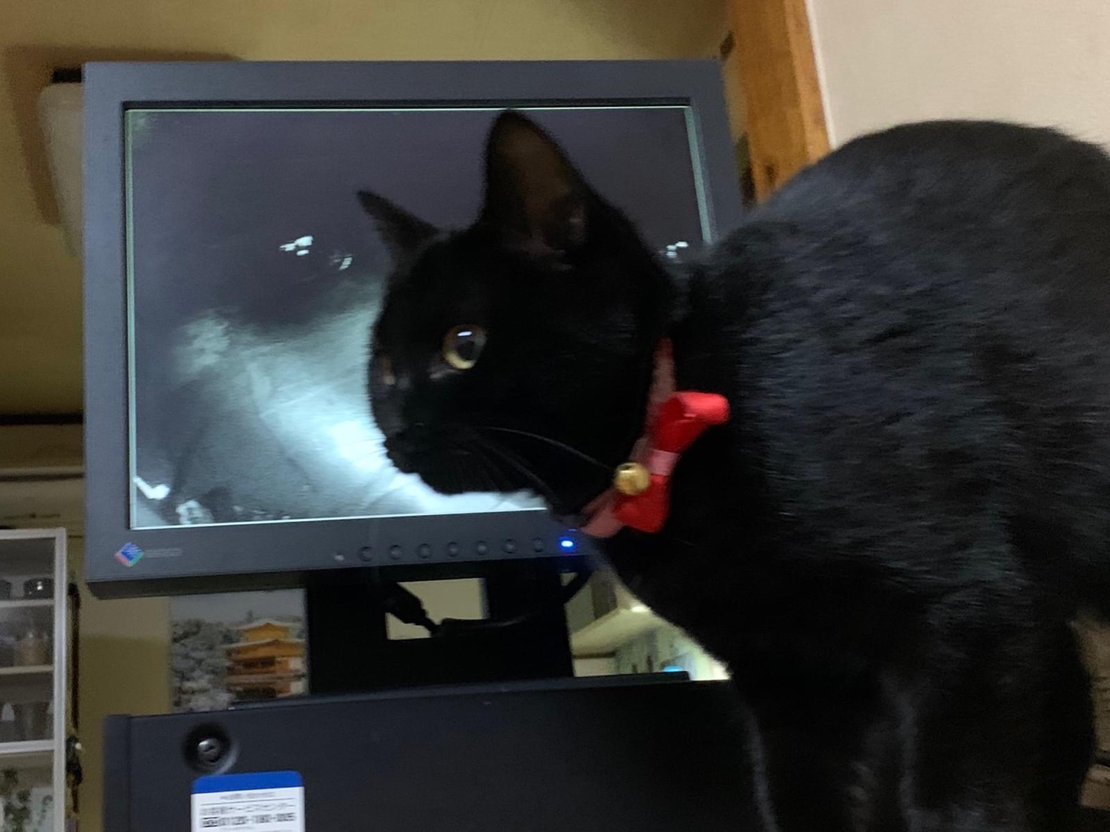 クウちゃん クウちゃん