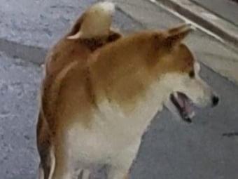 目撃された犬 目撃された犬