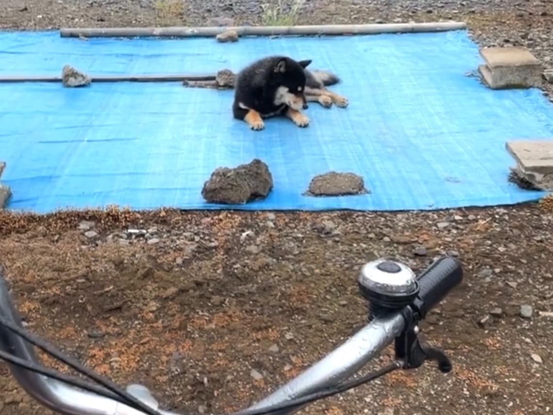 目撃された犬 目撃された犬