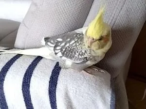 オカメインコを探してます
