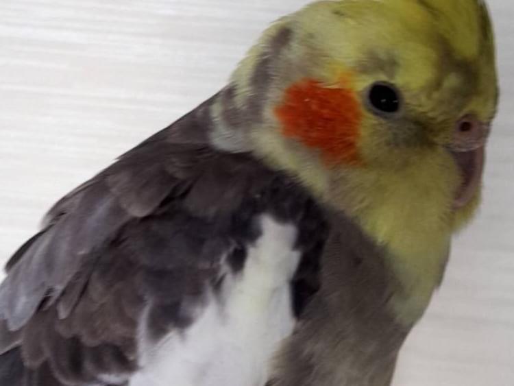 保護された鳥 保護された鳥