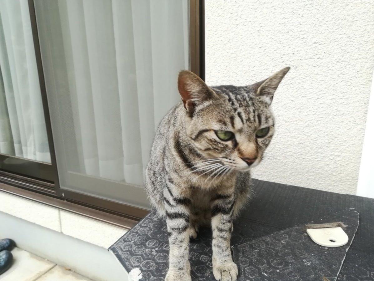 てんてんちゃん てんてんちゃん