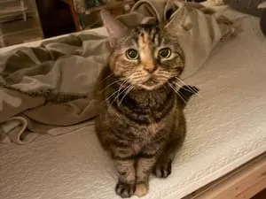 キジトラミケページ 猫を探しています】みー(キジトラ)東京都世田谷区梅丘豪徳寺