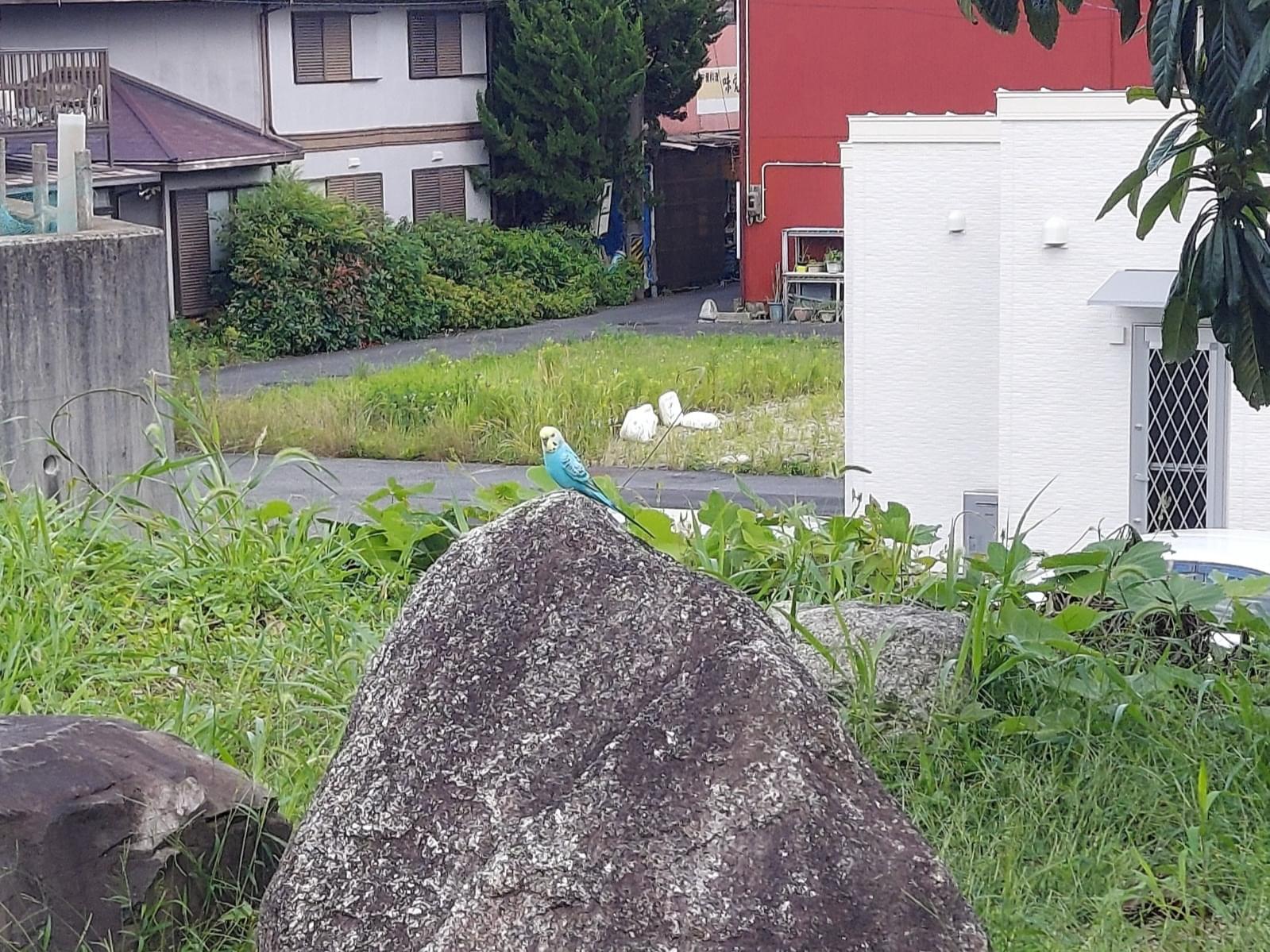 目撃された鳥 目撃された鳥