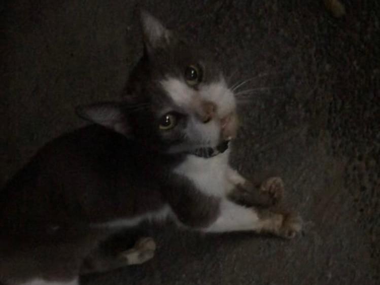 目撃された猫 目撃された猫