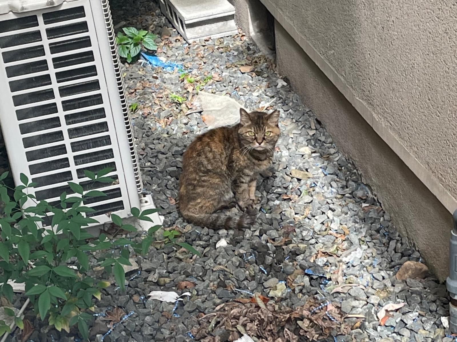 目撃された猫 目撃された猫
