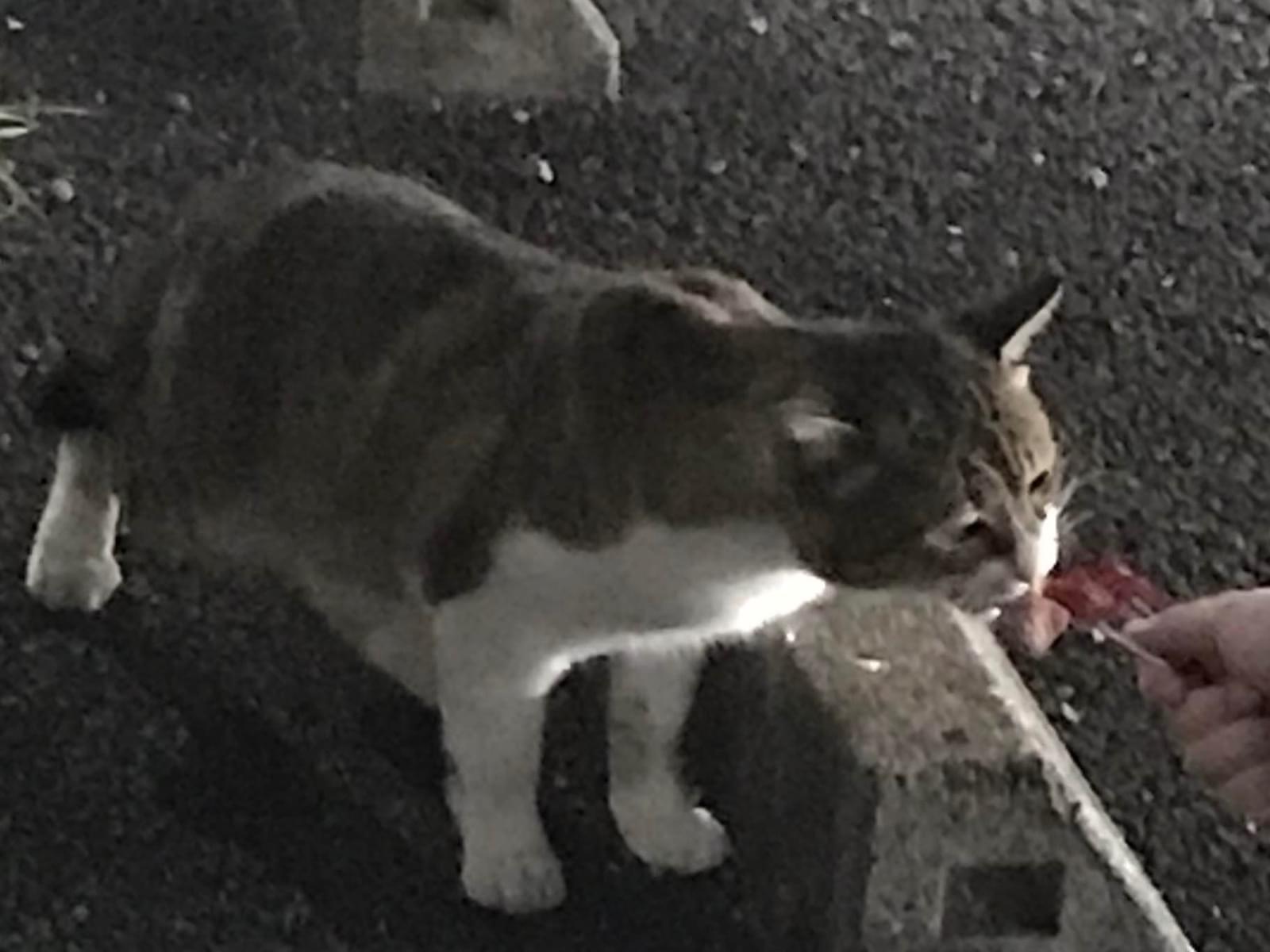 目撃された猫 目撃された猫