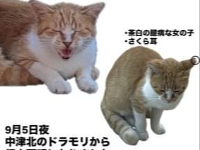 茶白ちゃん 茶白ちゃん
