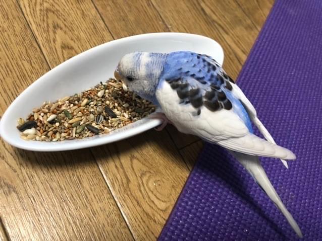 保護された鳥 保護された鳥