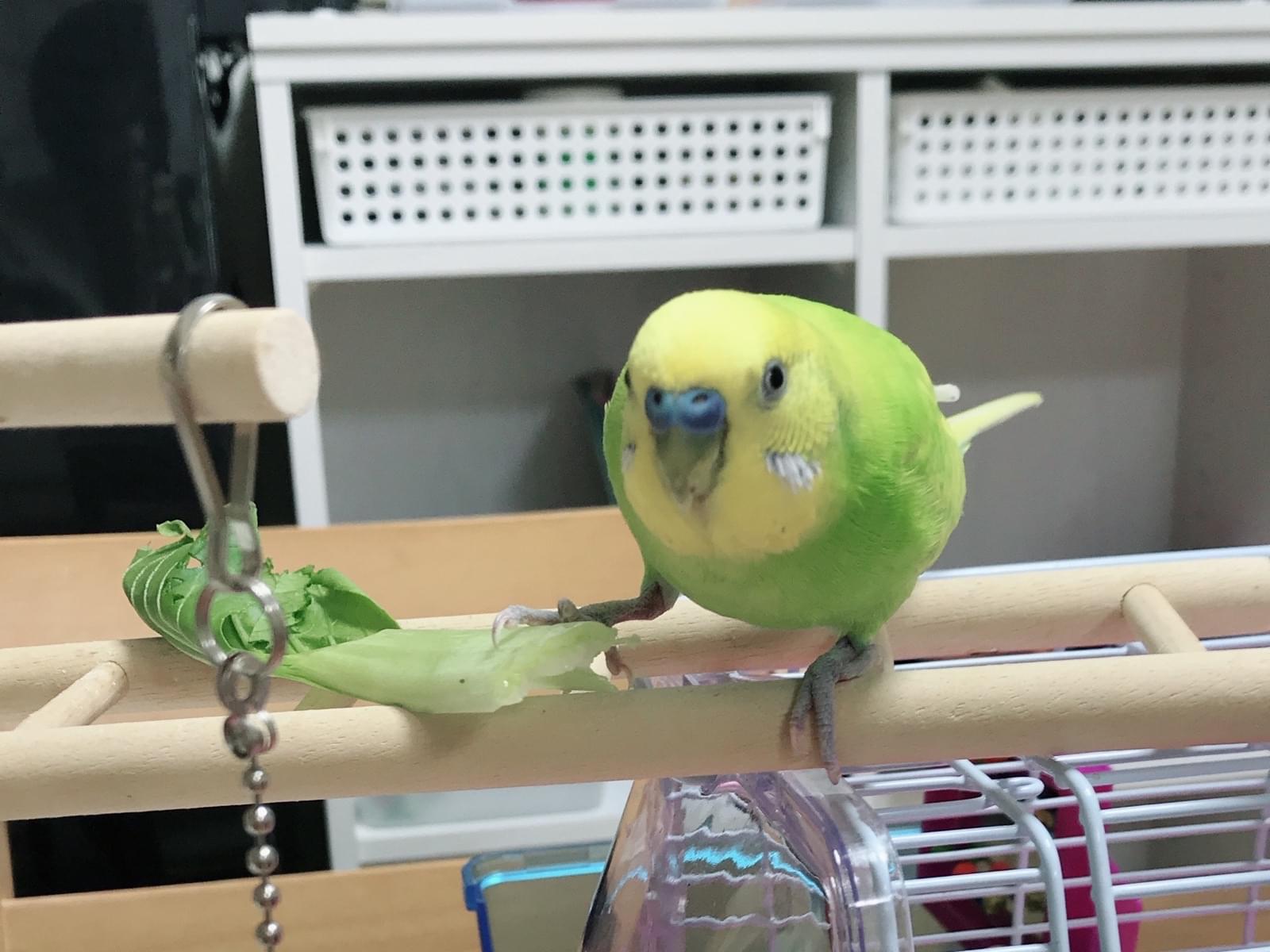 みどりちゃん みどりちゃん