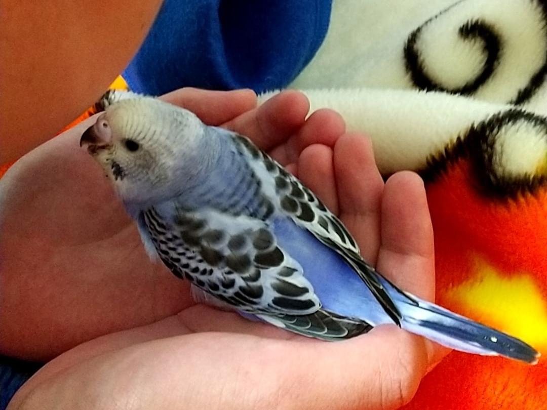 ぴーちゃん ぴーちゃん