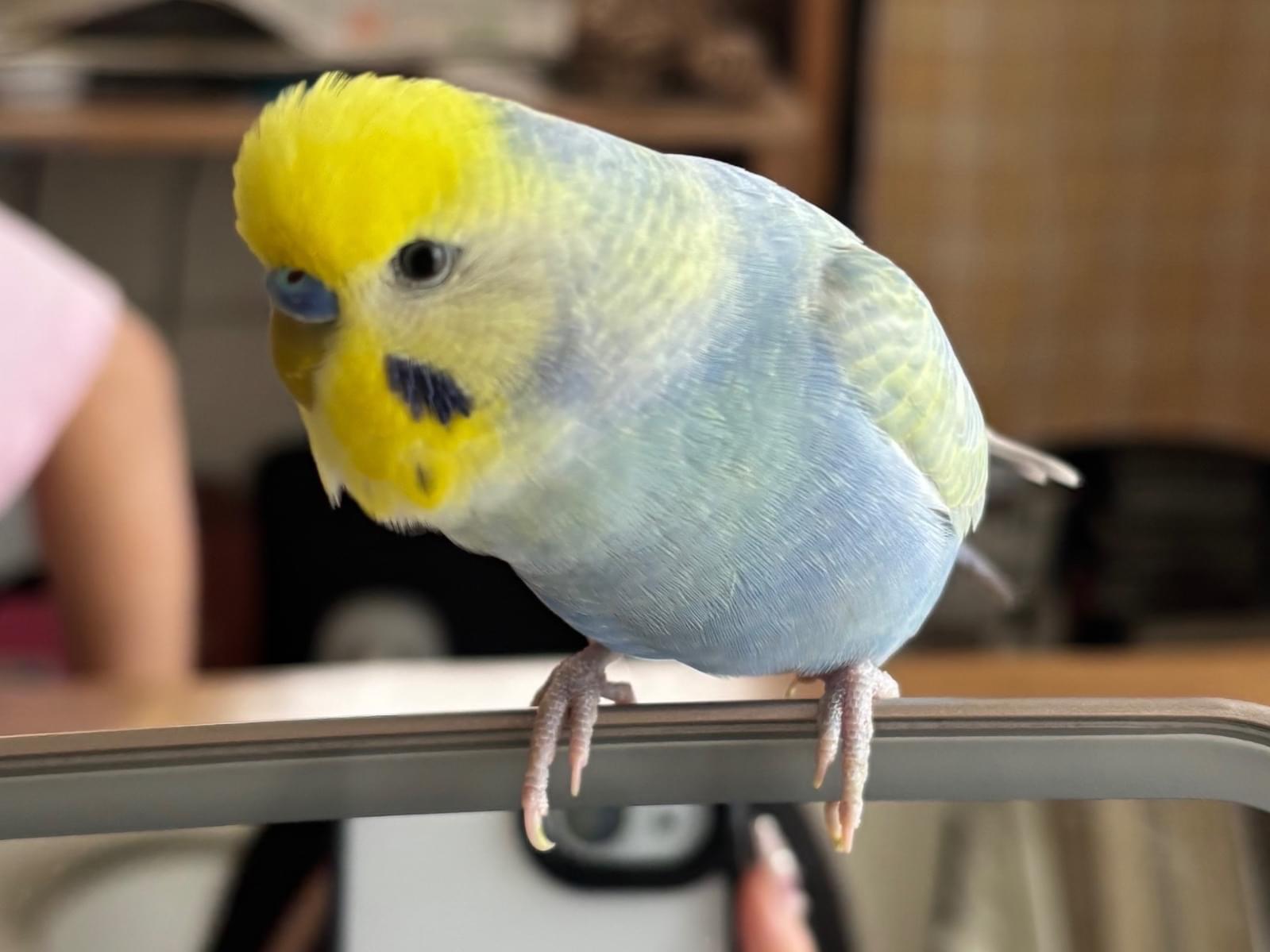 トトちゃん トトちゃん