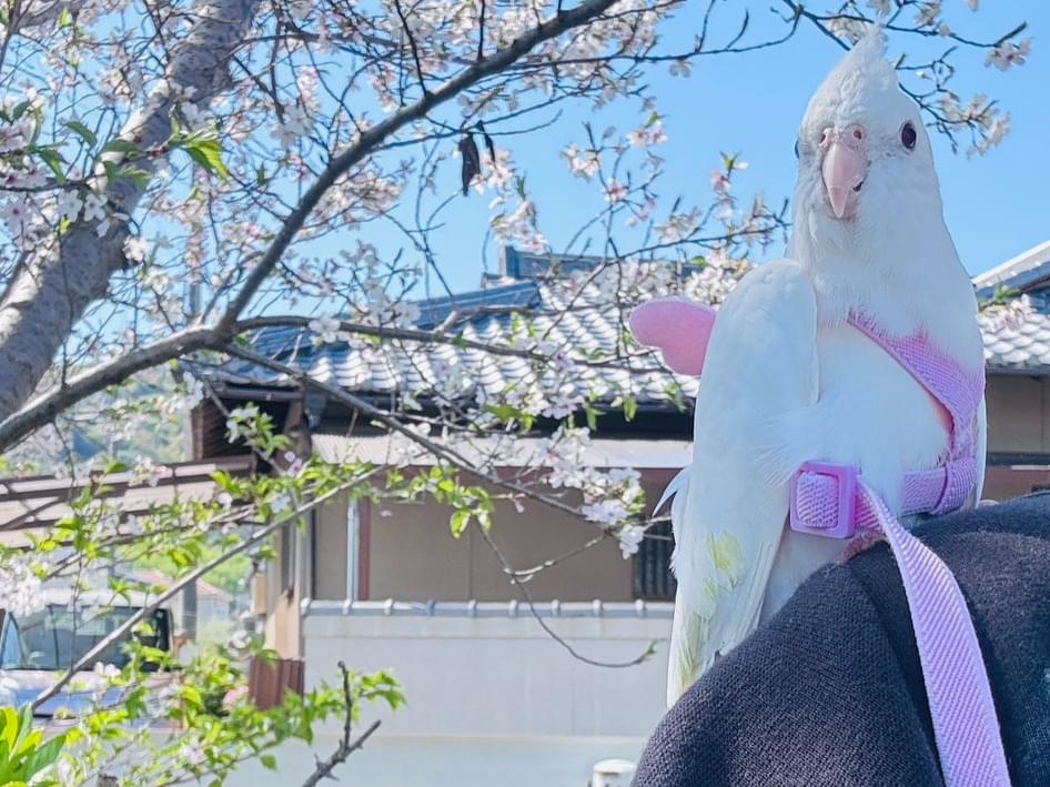 白ちゃん