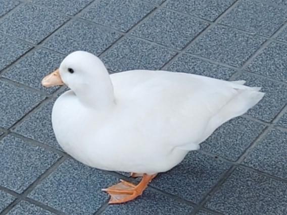 目撃された鳥 目撃された鳥