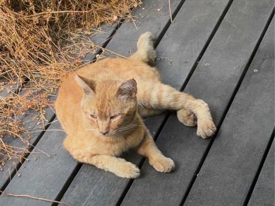 目撃された犬